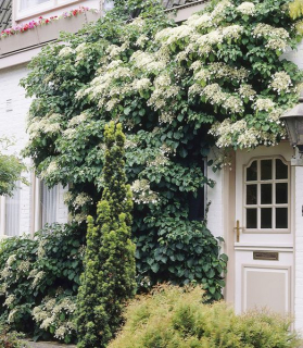 Hydrangea petiolaris